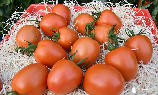 Frutos de tomate Olmedo de Vilmorin. / agroautentico.com