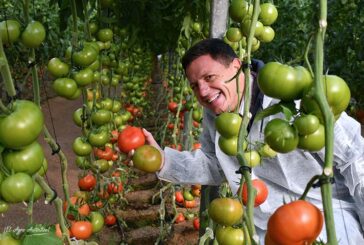 Rijk Zwaan en tomate suma y sigue