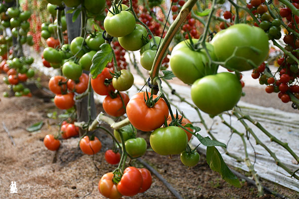 Rychka tomate suelto larga vida de Rijk Zwaan - agroautentico.com