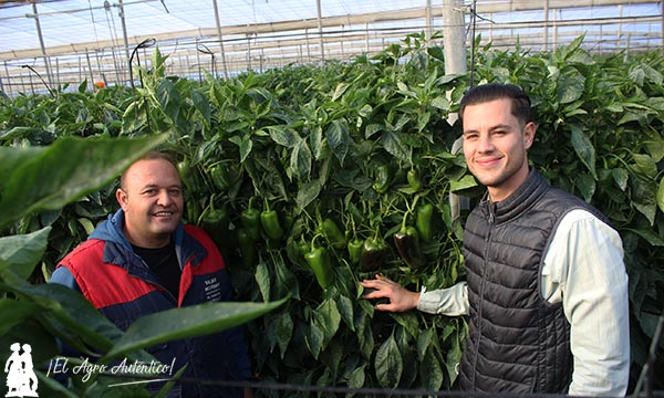 Adrián García de Meridiem Seeds en el invernadero de pimiento Esopo del agricultor Manolo Ruiz. / agroautentico.com