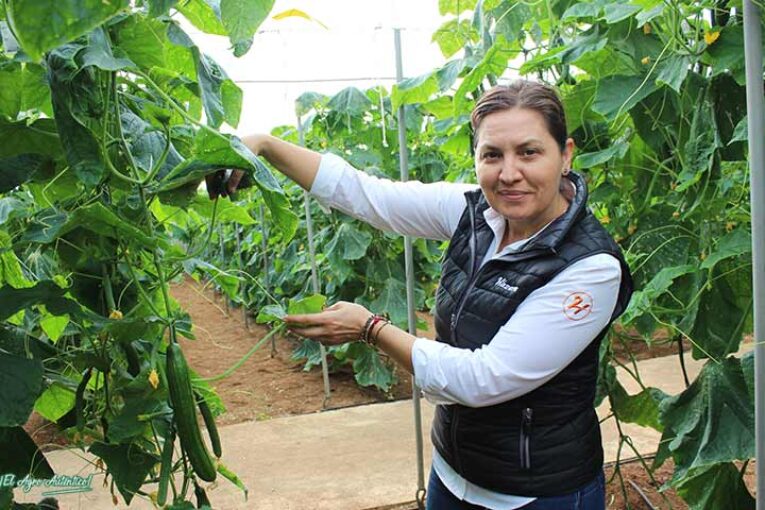 Hazera promociona el pepino Pasiond con resistencia intermedia a Nueva Delhi