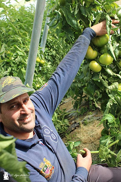 Antonio Alcántara, agricultor de tomate de Málaga / agroautentico.com