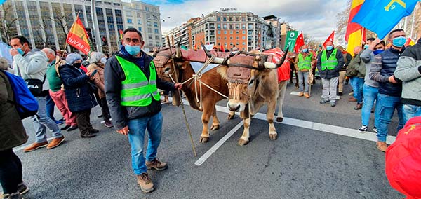 Bueyes en la manifestación del mundo rural el 23 de enero en Madrid. / agroautentico.com