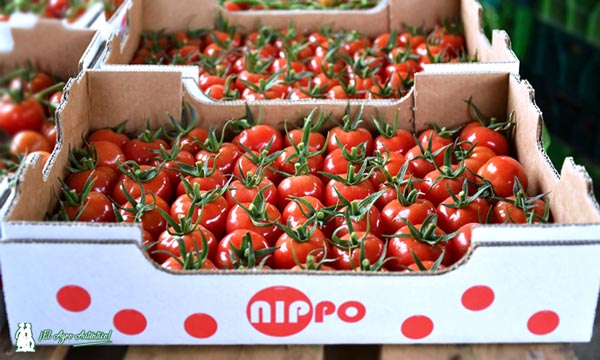 Cherry tomate extra de sabor Nippo-agroautentico.com