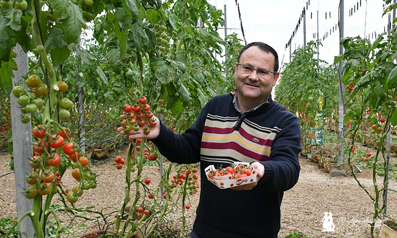 Unica innova en tomate con variedades de un sabor extra y especialidades-agroautentico.com