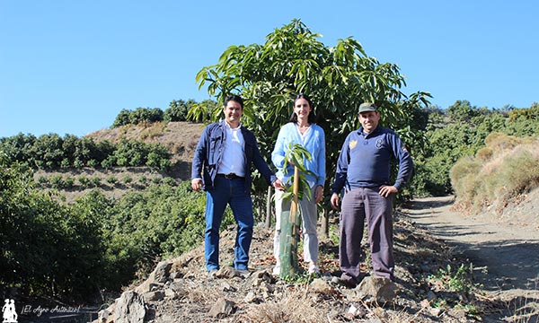 Cultivos de mango en la Axarquía de Málaga. / agroautentico.com