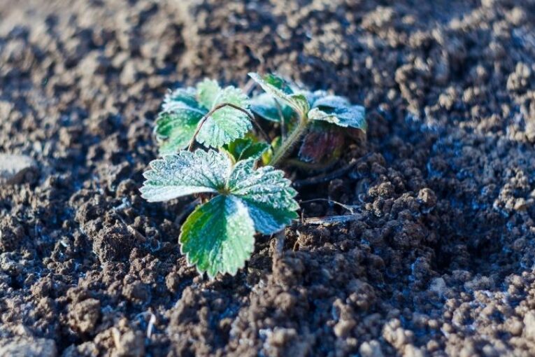 Vellsam acondiciona el cultivo ante el frío intenso