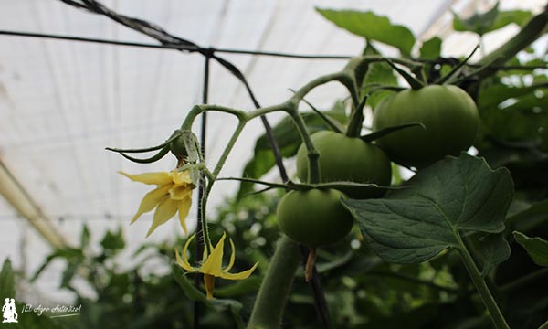 Floración y cuajado en tomate. / agroautentico.com