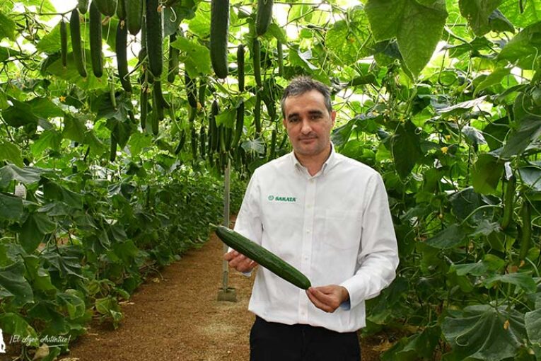 Sakata presenta a Izal, su primer pepino Almería