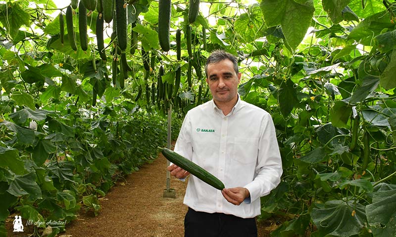 Germán Victoria Castilla, product manager de pepino de Sakata- agroautentico.com