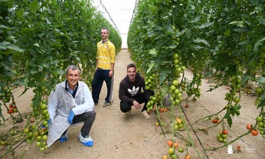 El nuevo pera Zenete está llamado a ser el buque insignia de esta casa de semillas en esta especie y en esta zona de producción-agroautentico.com