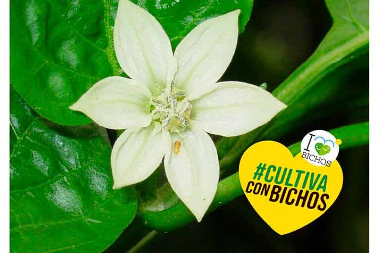 'Cultiva con bichos' en invierno y de cara a primavera