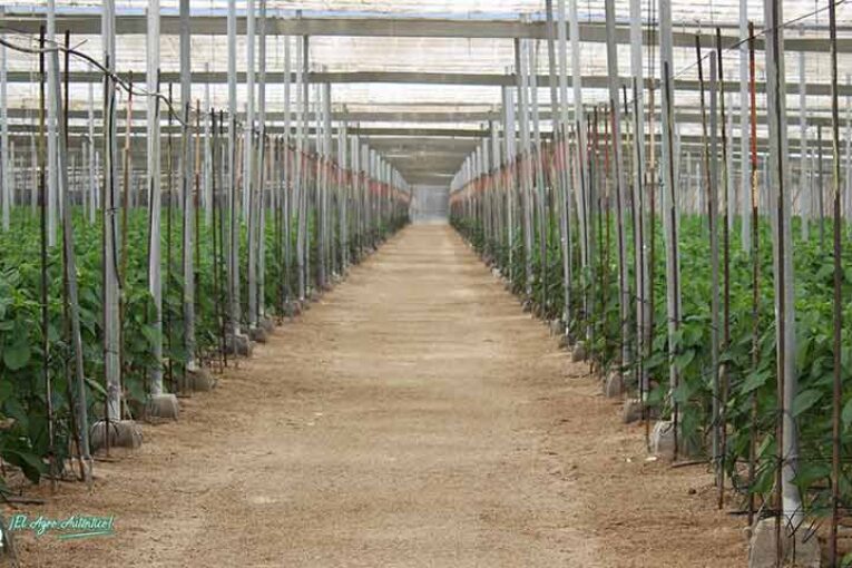 Las frutas y hortalizas piden ayudas directas a partir de 2023