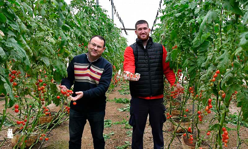 Unica Group y tomate Nippo -agroautentico.com