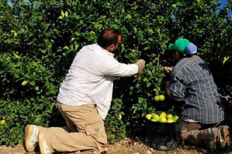 De Turquía salta más de una alerta diaria por plaguicidas prohibidos