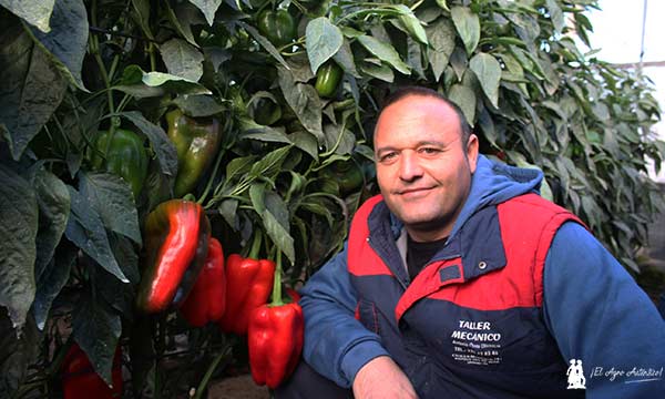 Manolo Ruiz, agricultor almeriense especialista en pimiento lamuyo. / agroautentico.com