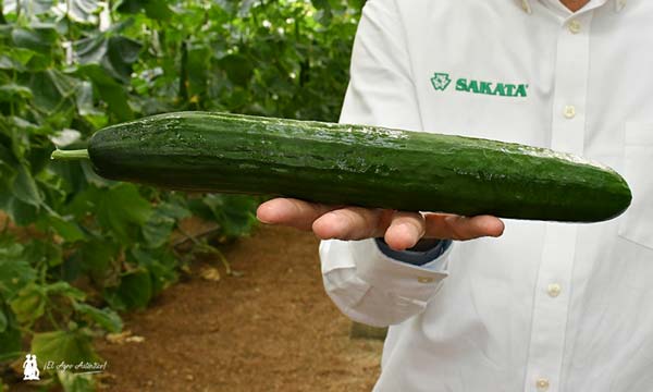 Pepino Izal de Sakata en Almería