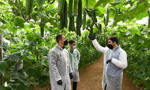 Izal es la primera variedad en pepino tipo Almería que presenta Sakata en España- agroautentico.com