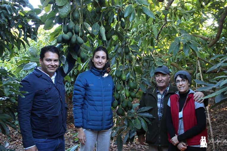 Plant Health Care nos aproxima al aguacate en Málaga