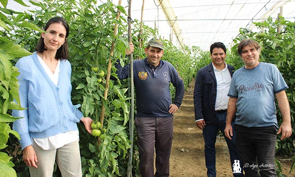 Plant Health Care en invernaderos de tomate de Málaga. / agroautentico.com