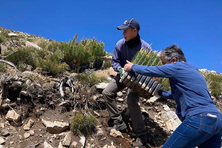 Proyecta Ingenio y la reforestación de montes. Ejemplos de compensación de CO2