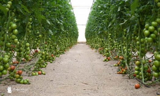 Tomate pera de Takii Seed que cuaja bien con calor y con frío, de entrenudo corto, elevado rendimiento productivo y un buen paquete de resistencias, donde se incluye la resistencia a la Fulvia fulva o Cladosporium (ceniza negra)-agroautentico.com