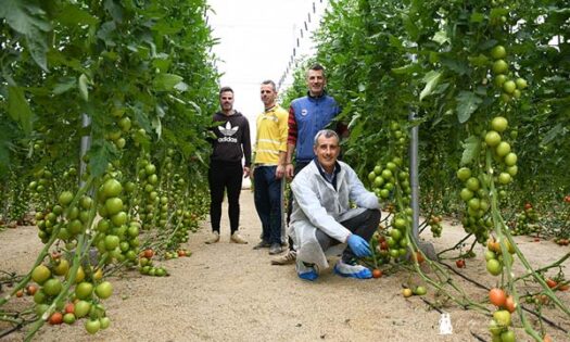 Zenete se convierte en el referente de Takii Seed-agroautentico.com