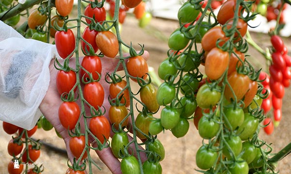 Dormaplum es el primer tomate resistente a rugoso de Tomatech- agroautentico.com