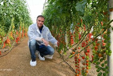 Llega a Almería el primer tomate resistente a rugoso de Tomatech