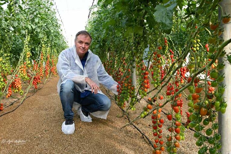 Llega a Almería el primer tomate resistente a rugoso de Tomatech