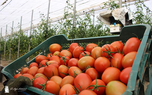 Caja de tomate Obelix de CapGen Seeds. / agroautentico.com