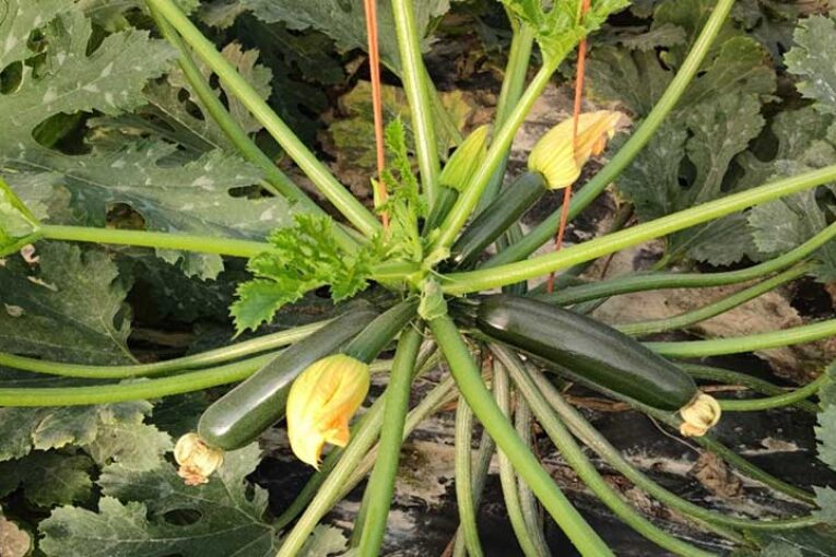 Un bioestimulante de Vellsam minimiza daños por Nueva Delhi en pepino y calabacín