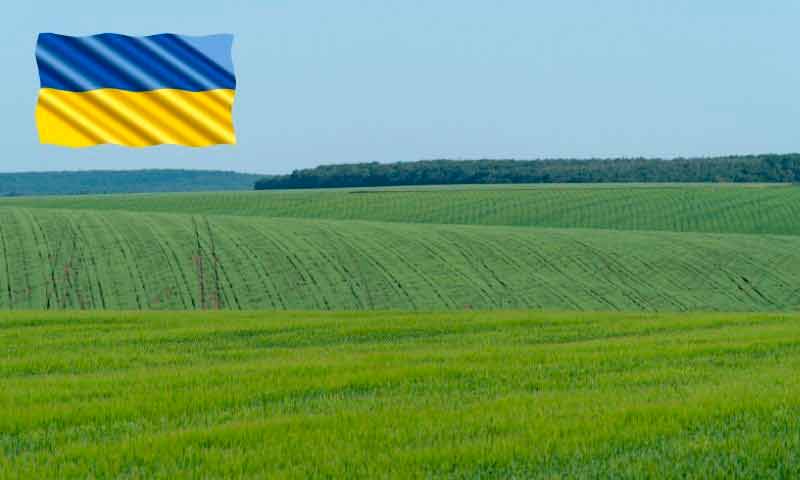 Campos de cereales en Ucrania. / agroautentico.com