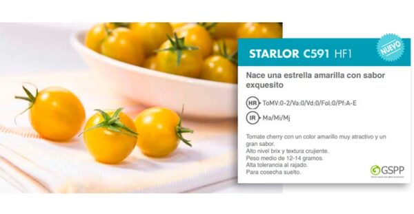 Tomate cherry amarillo Starlor-agroautentico.com