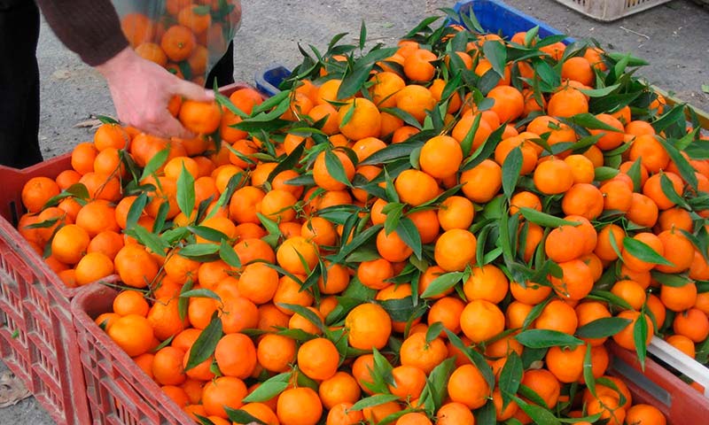 Turquía acaparó en enero la mayor parte de las alertas europeas de los países importadores de frutas y hortalizas por contener restos de plaguicidas prohibidos-agroautentico.com