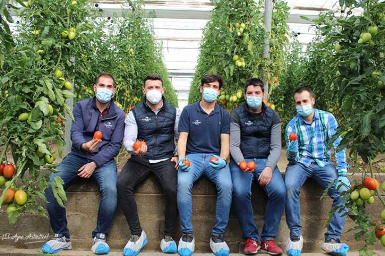 Obelix es el primer tomate de CapGen para Almería