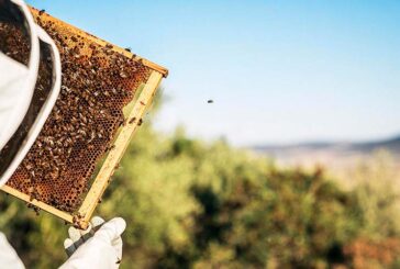 La ganadería más sostenible es la apicultura