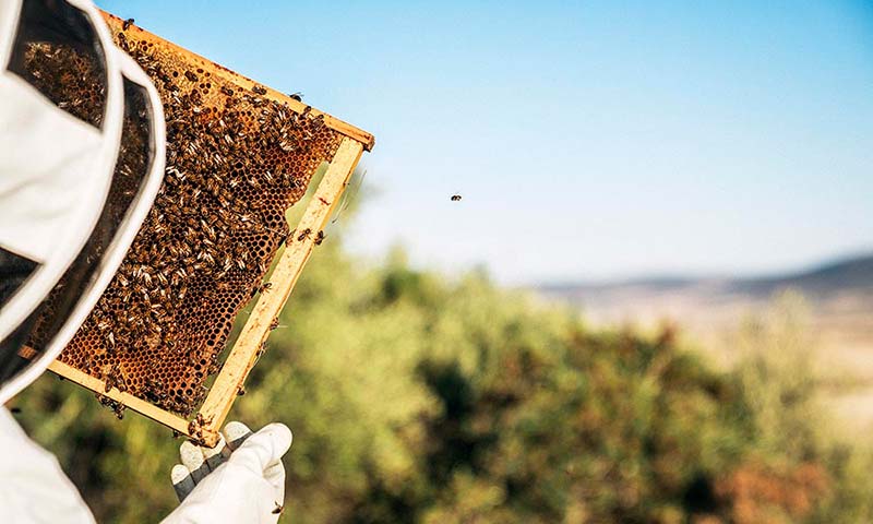 La ganadería más sostenible es la apicultura