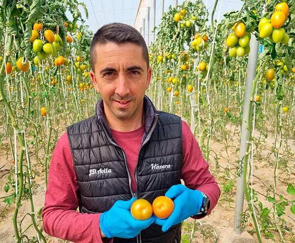 José David Ávila, técnico de Hazera con el tomate Effie. / agroautentico.com