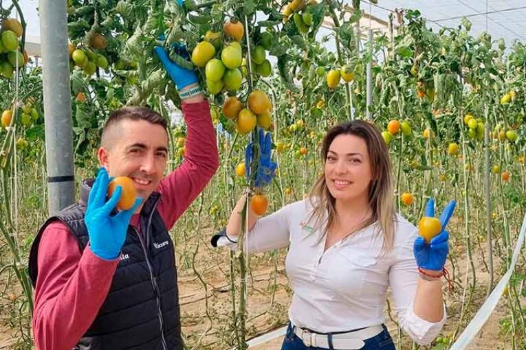 Hazera se refuerza con el tomate pera de exportación Effie