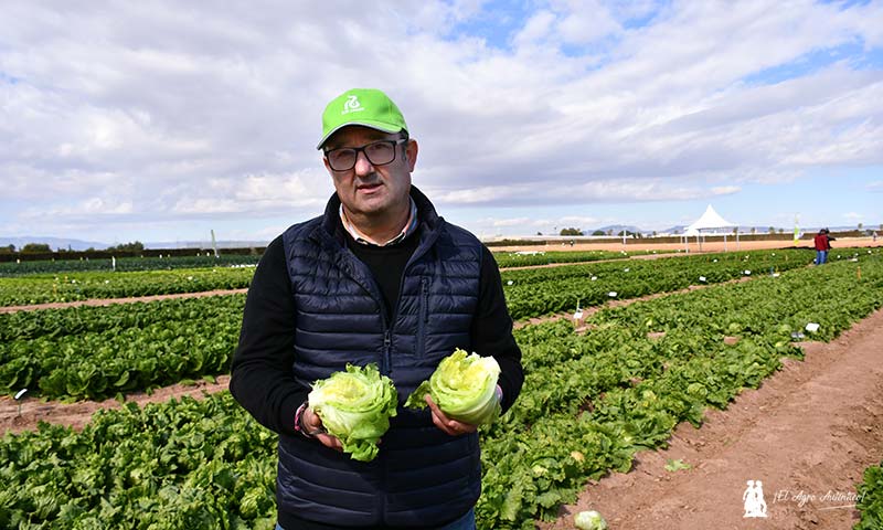José Luis Saiz con las nuevas lechugas iceberg de Rijk Zwaan que incorporan la característica genética Knox. / agroautentico.com