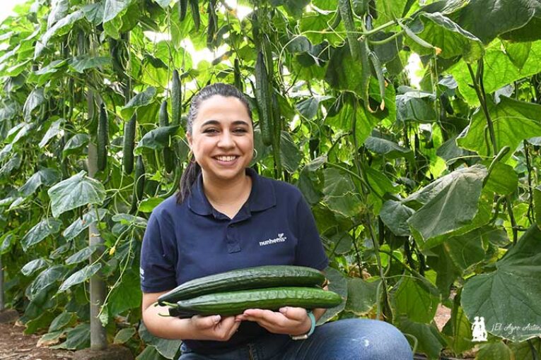 Nunhems reanuda sus jornadas de campo con el pepino Sedal