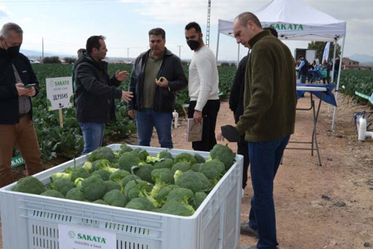 Ulysses impulsa el liderazgo de Sakata en brócoli