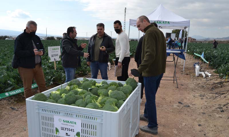 Ulysses, la variedad estrella de brócoli, consolida el liderazgo de Sakata conquistando a productores y consumidores-agroautentico.com