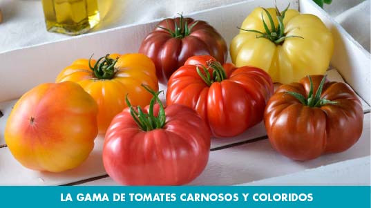 Tomates asurcados de Gautier-agroautentico.com