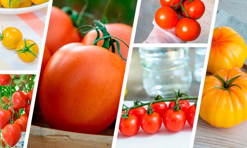 Gautier Semillas acogerá a los profesionales del tomate durante los Discovery Days que se organizan el miércoles 23 y jueves 24 de febrero de 11 a 16 horas, en Santa María del Águila-agroautentico.com