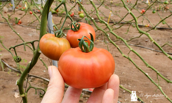 Tomate de Unigen Seeds Spain. Sabor Kokumi. / agroautentico.com