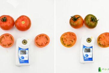 Un tomate japonés de Unigen nos descubre el sexto sabor