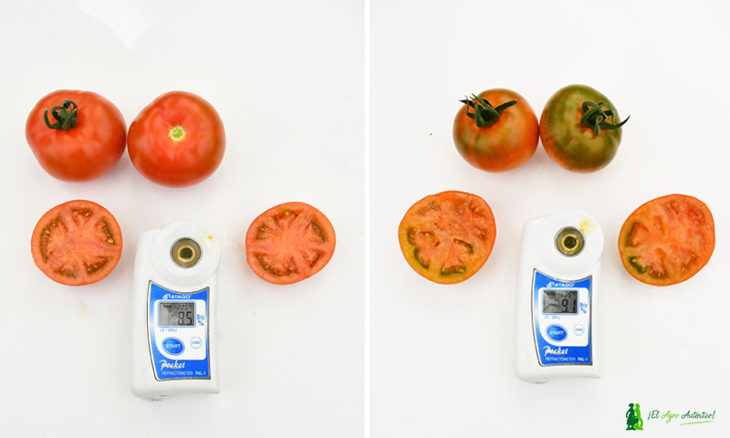 Un tomate japonés de Unigen nos descubre el sexto sabor