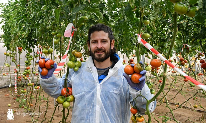 Juan Manuel Requena, mejorador de tomate de Unigen Seeds Spain. / agroautentico.com